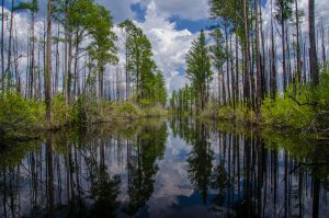Swamp